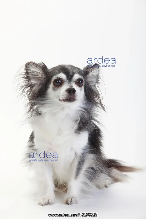 : Chihuahua, long-haired, black with white, 10 year : Chihuahua, long-haired, black with white, 10 year