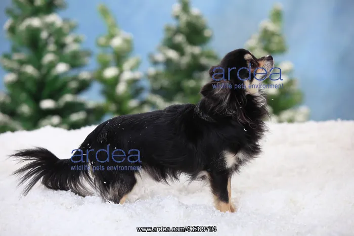 : Chihuahua, long-haired, male dog, black-cream-white : Chihuahua, long-haired, male dog, black-cream-white