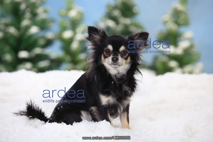 : Chihuahua, long-haired, male dog, black-cream-white : Chihuahua, long-haired, male dog, black-cream-white