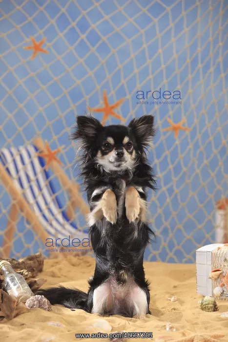 : Chihuahua, longhaired, black-cream-white : Chihuahua, longhaired, black-cream-white