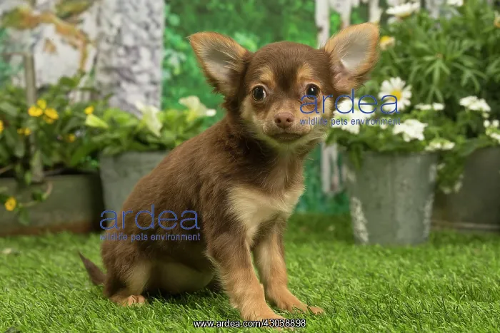 : Chihuahua outdoors in the garden : Chihuahua outdoors in the garden