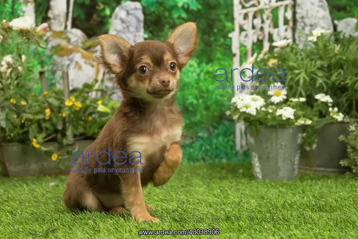  : Chihuahua outdoors in the garden