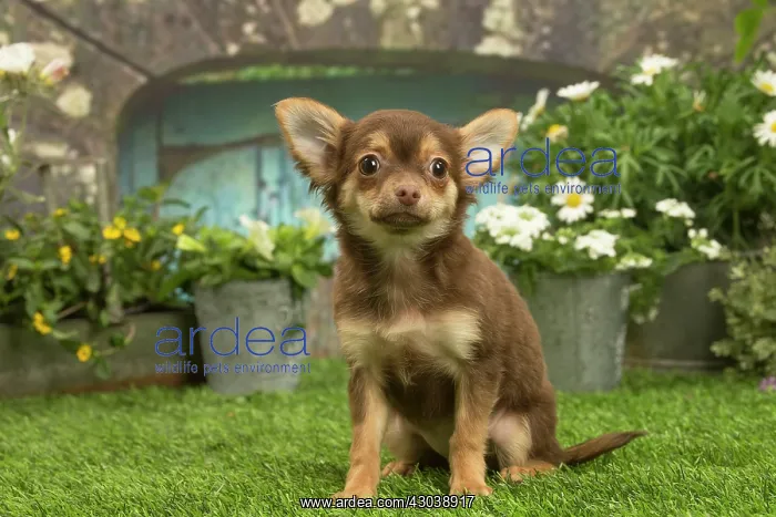 : Chihuahua outdoors in the garden : Chihuahua outdoors in the garden