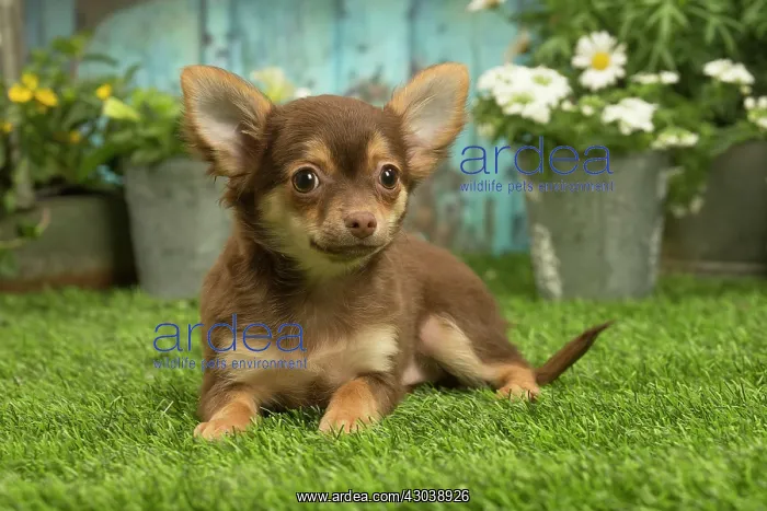 : Chihuahua outdoors in the garden : Chihuahua outdoors in the garden