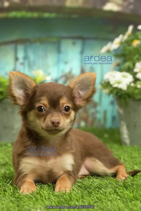 : Chihuahua outdoors in the garden : Chihuahua outdoors in the garden