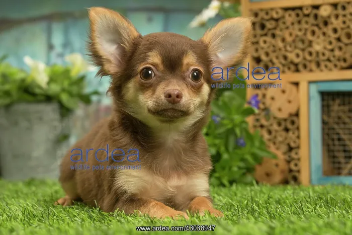  : Chihuahua outdoors in the garden