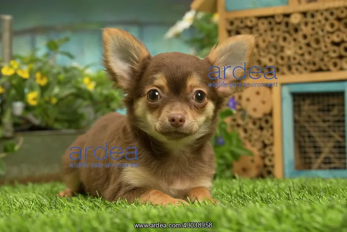 : Chihuahua outdoors in the garden : Chihuahua outdoors in the garden