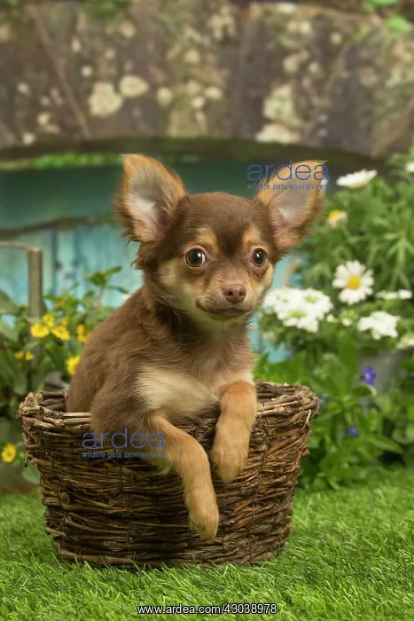 : Chihuahua outdoors in the garden : Chihuahua outdoors in the garden