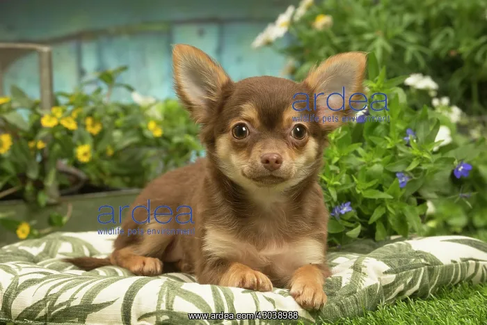 : Chihuahua outdoors in the garden : Chihuahua outdoors in the garden