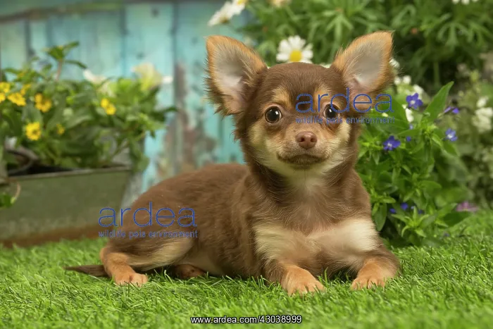 : Chihuahua outdoors in the garden : Chihuahua outdoors in the garden