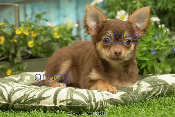 : Chihuahua outdoors in the garden : Chihuahua outdoors in the garden