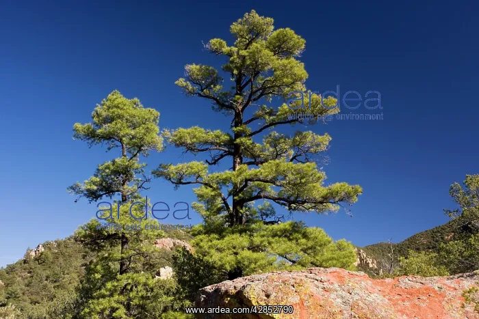 : The Chihuahua Pine with red volcanic rock : The Chihuahua Pine with red volcanic rock