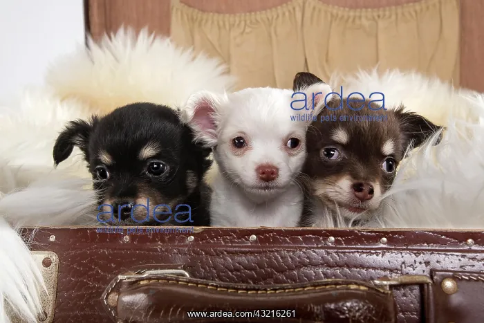 : Three Chihuahua puppies, 8 weeks, in a suitcase : Three Chihuahua puppies, 8 weeks, in a suitcase
