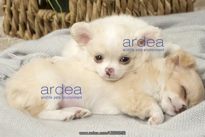 : Chihuahua puppies indoors
