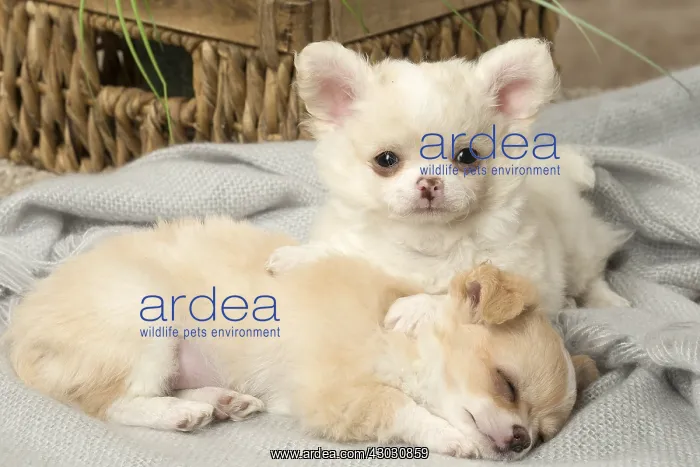  : Chihuahua puppies indoors