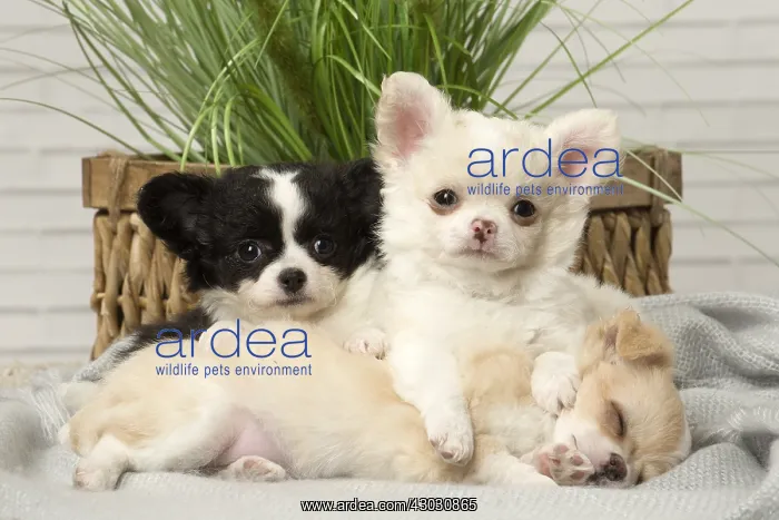  : Chihuahua puppies indoors