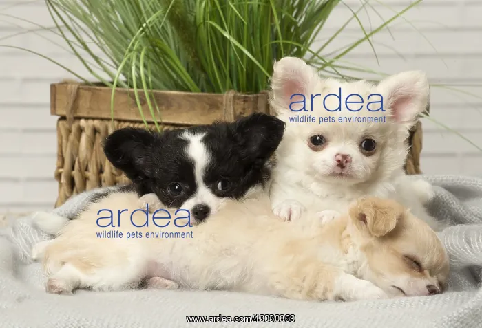  : Chihuahua puppies indoors