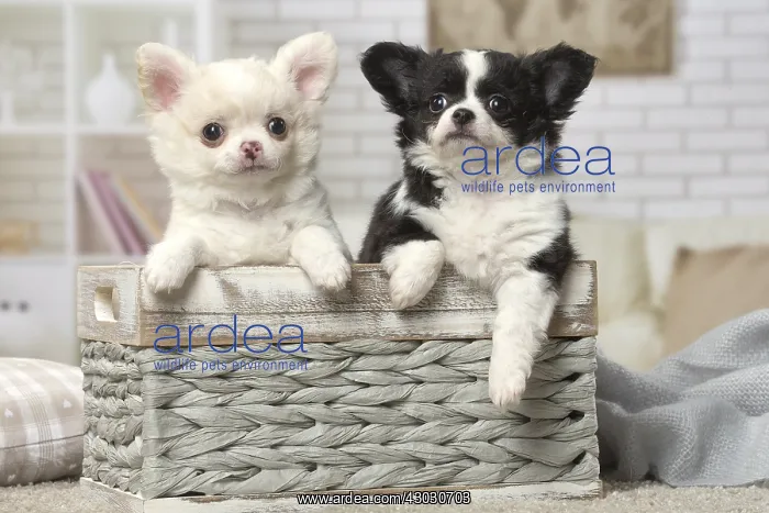 : Chihuahua puppies sitting in a basket : Chihuahua puppies sitting in a basket