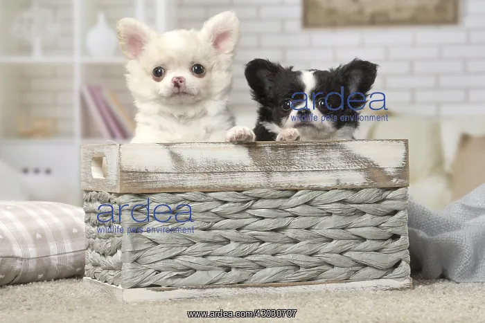: Chihuahua puppies sitting in a basket : Chihuahua puppies sitting in a basket