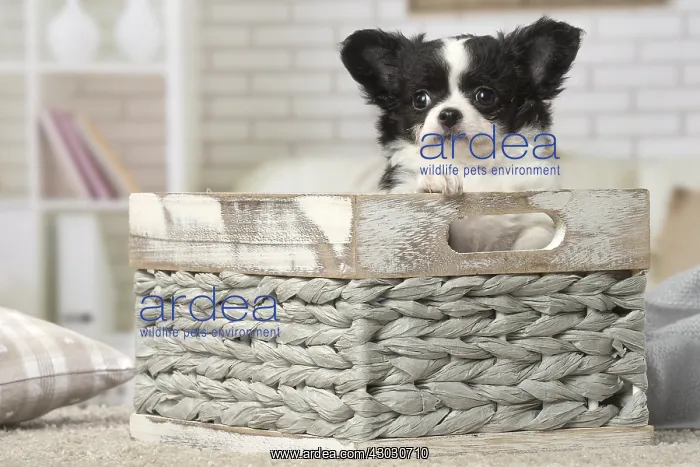 : Chihuahua puppies sitting in a basket : Chihuahua puppies sitting in a basket