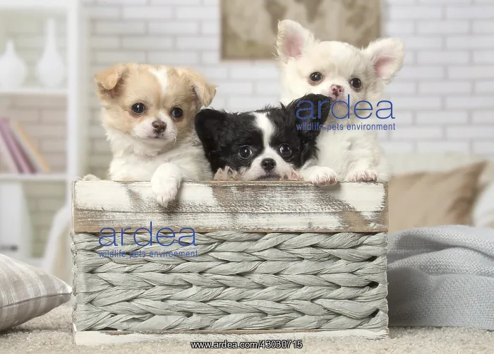 : Chihuahua puppies sitting in a basket : Chihuahua puppies sitting in a basket