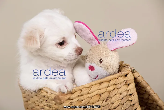 : Chihuahua puppy, 8 weeks, white, sitting in a basket : Chihuahua puppy, 8 weeks, white, sitting in a basket