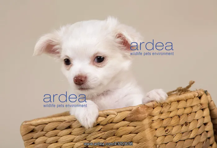 : Chihuahua puppy, 8 weeks, white, sitting in a basket : Chihuahua puppy, 8 weeks, white, sitting in a basket