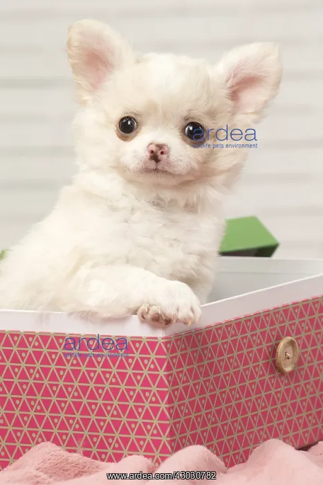 : Chihuahua puppy in a box : Chihuahua puppy in a box