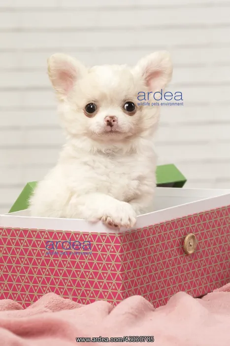 : Chihuahua puppy in a box : Chihuahua puppy in a box