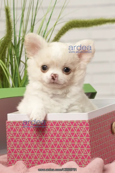 : Chihuahua puppy in a box : Chihuahua puppy in a box