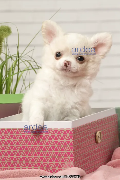 : Chihuahua puppy in a box : Chihuahua puppy in a box