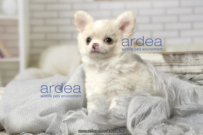  : Chihuahua puppy indoors
