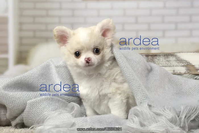  : Chihuahua puppy indoors