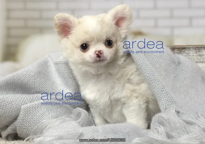  : Chihuahua puppy indoors