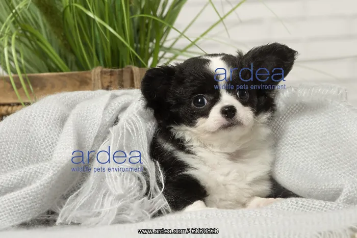 : Chihuahua puppy indoors : Chihuahua puppy indoors