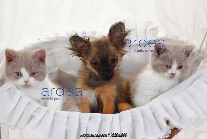 : Chihuahua, puppy, long-haired, 4 months, and British : Chihuahua, puppy, long-haired, 4 months, and British