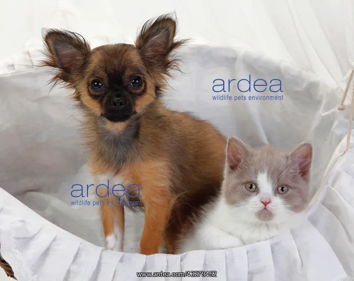  : Chihuahua, puppy, long-haired, 4 months, and British