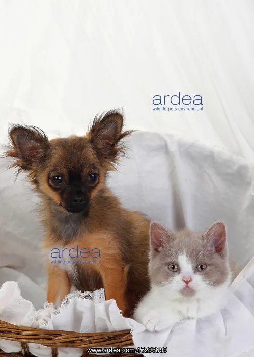 : Chihuahua, puppy, long-haired, 4 months, and British : Chihuahua, puppy, long-haired, 4 months, and British