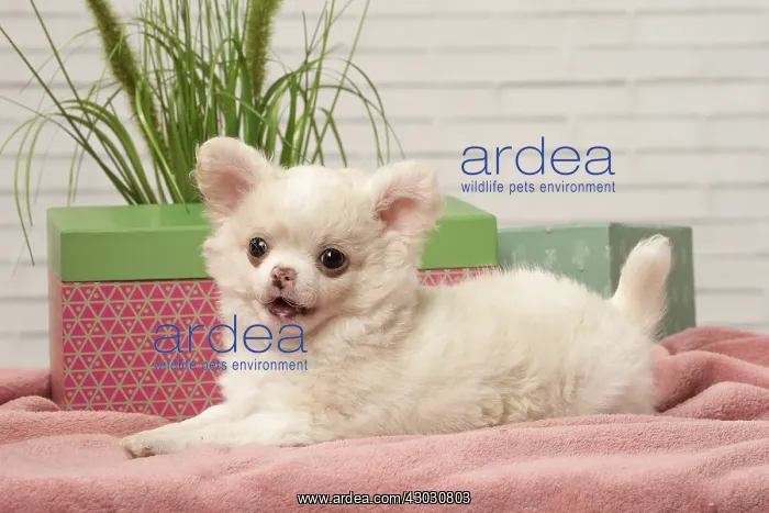  : Chihuahua puppy lying beside a box