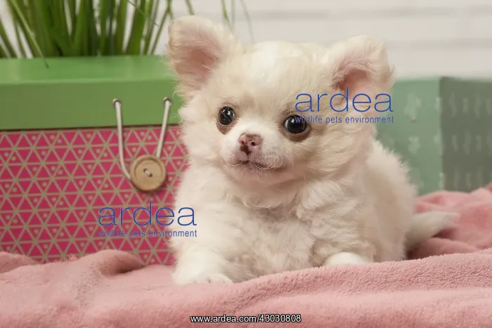  : Chihuahua puppy lying beside a box