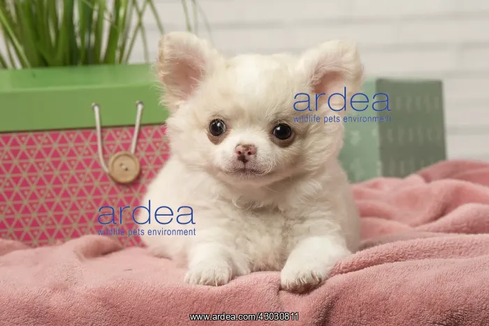  : Chihuahua puppy lying beside a box