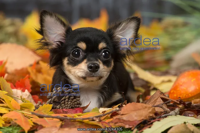 : Chihuahua puppy outdoors in autumn : Chihuahua puppy outdoors in autumn