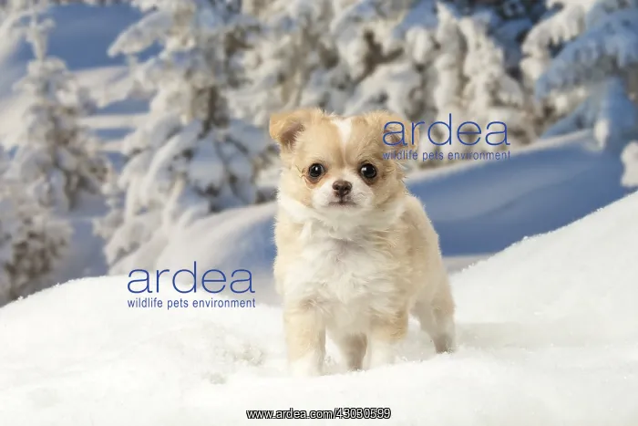 : Chihuahua puppy in the winter snow : Chihuahua puppy in the winter snow