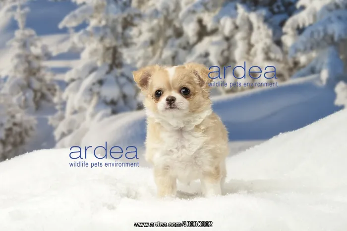  : Chihuahua puppy in the winter snow