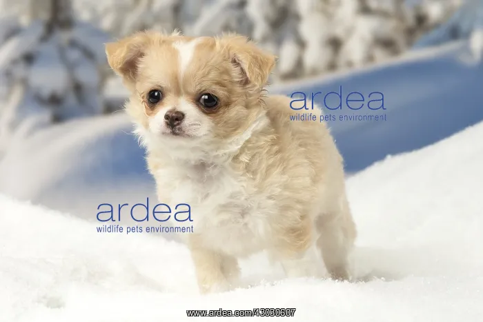 : Chihuahua puppy in the winter snow : Chihuahua puppy in the winter snow