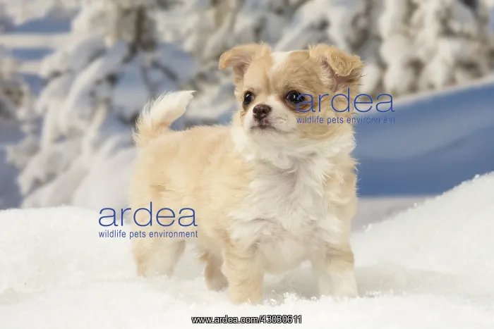: Chihuahua puppy in the winter snow : Chihuahua puppy in the winter snow