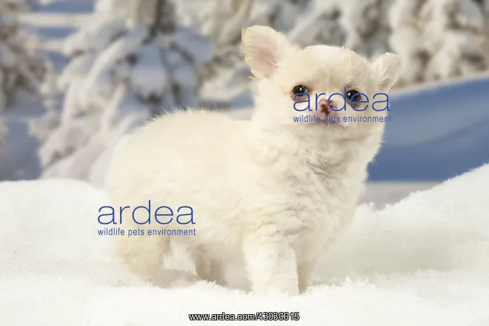 : Chihuahua puppy in the winter snow : Chihuahua puppy in the winter snow
