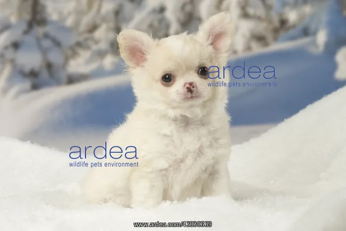 : Chihuahua puppy in the winter snow : Chihuahua puppy in the winter snow