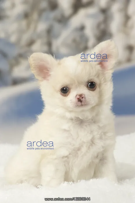  : Chihuahua puppy in the winter snow