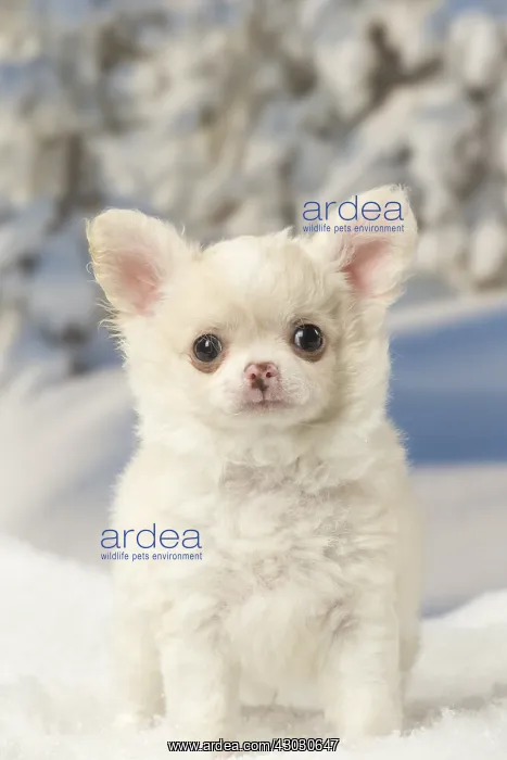 : Chihuahua puppy in the winter snow : Chihuahua puppy in the winter snow